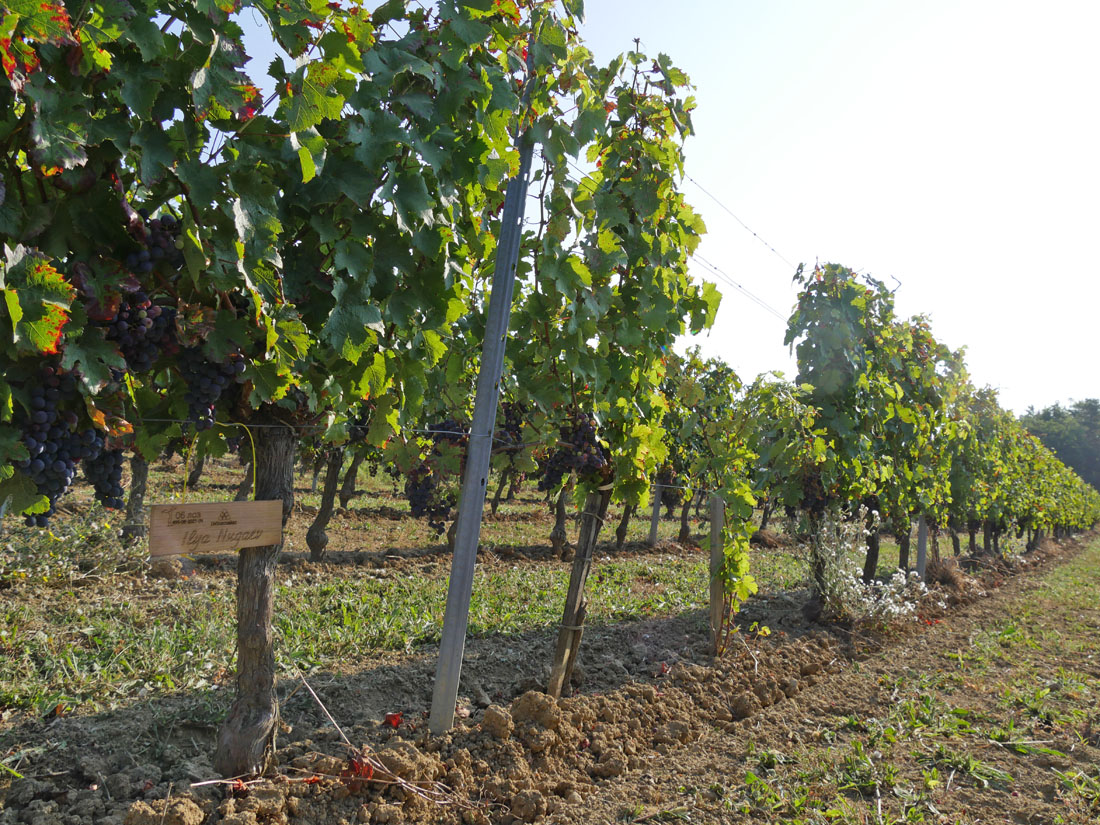 Виноградник на урожай